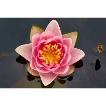 Fresh Lotus Flower